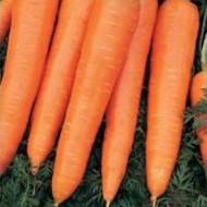 Морковь Камаран F1 /1.000.000 семян (2,2-2,4 мм)/ *Bejo Zaden*