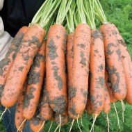 Морковь Балтимор F1 /1.000.000 семян (1,8-2,0 мм)/ *Bejo Zaden*
