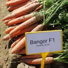 Морковь Бангор F1 /1.000.000 семян (1,6-1,8 мм)/ *Bejo Zaden*