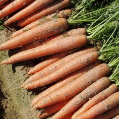 Морковь Бангор F1 /1.000.000 семян (1,8-2,0 мм)/ *Bejo Zaden*