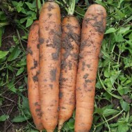 Морковь Бангор F1 /1.000.000 семян (2,0-2,2 мм)/ *Bejo Zaden*