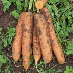 Морковь Бангор F1 /1.000.000 семян (2,2-2,4 мм)/ *Bejo Zaden*