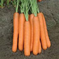 Морковь Монанта /1000 г/ *Rijk Zwaan*