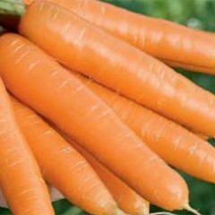 Морковь Магно F1 /1.000.000 семян/ *Rijk Zwaan*