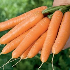 Морковь Крофтон F1 /25.000 семян/ *Rijk Zwaan*