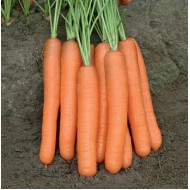 Морковь Морелия F1 /1.000.000 семян калибр >1,6мм/ *Rijk Zwaan*
