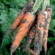 Морковь Трафорд F1 /1.000.000 семян калибр >1,6мм/ *Rijk Zwaan*