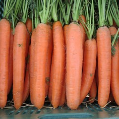 Морква Дордонь F1 /50.000 насінин (1,4-1,6 г)/ *Syngenta*