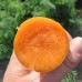 Морковь Дордонь F1 /50.000 семян (1,4-1,6г)/ *Syngenta*