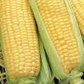 Кукуруза сахарная Оверленд F1 /1 кг семян/ *Syngenta*