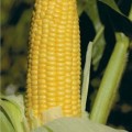Кукуруза сахарная GH 2042 F1 /100.000 семян/ *Syngenta*