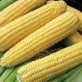 Кукурудза цукрова GH 6462 F1 /100.000 насінин/ *Syngenta*