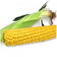 Кукуруза сахарная Старшайн F1 /100.000 семян/ *Syngenta*