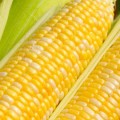 Кукуруза сахарная GSS 1453 F1 /100.000 семян/ *Syngenta*