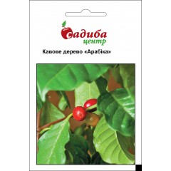 Кофейное дерево Арабика /5 семян/ *Садыба*